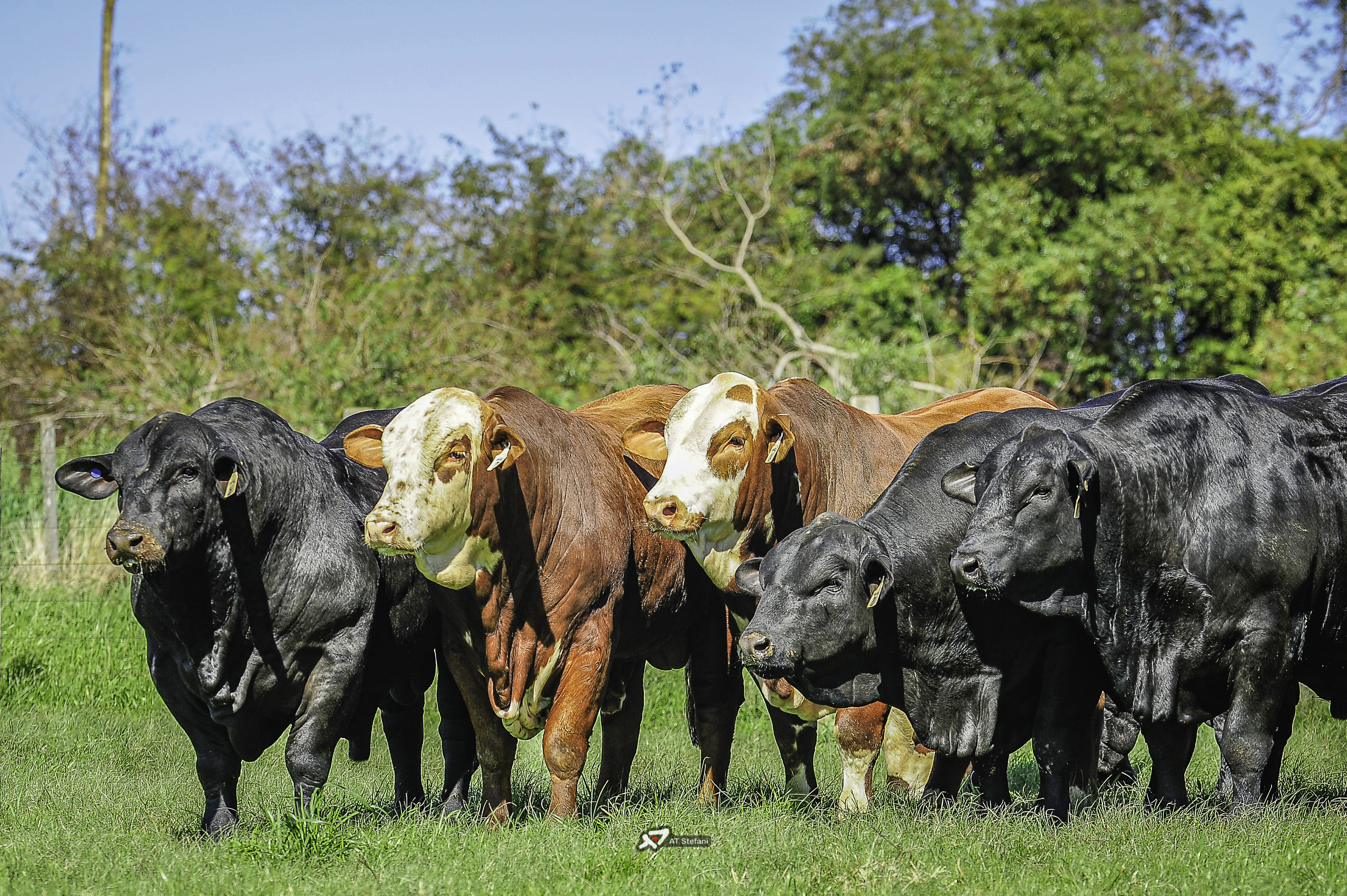 Semex Brasil reúne especialistas em evento exclusivo destinado à ...