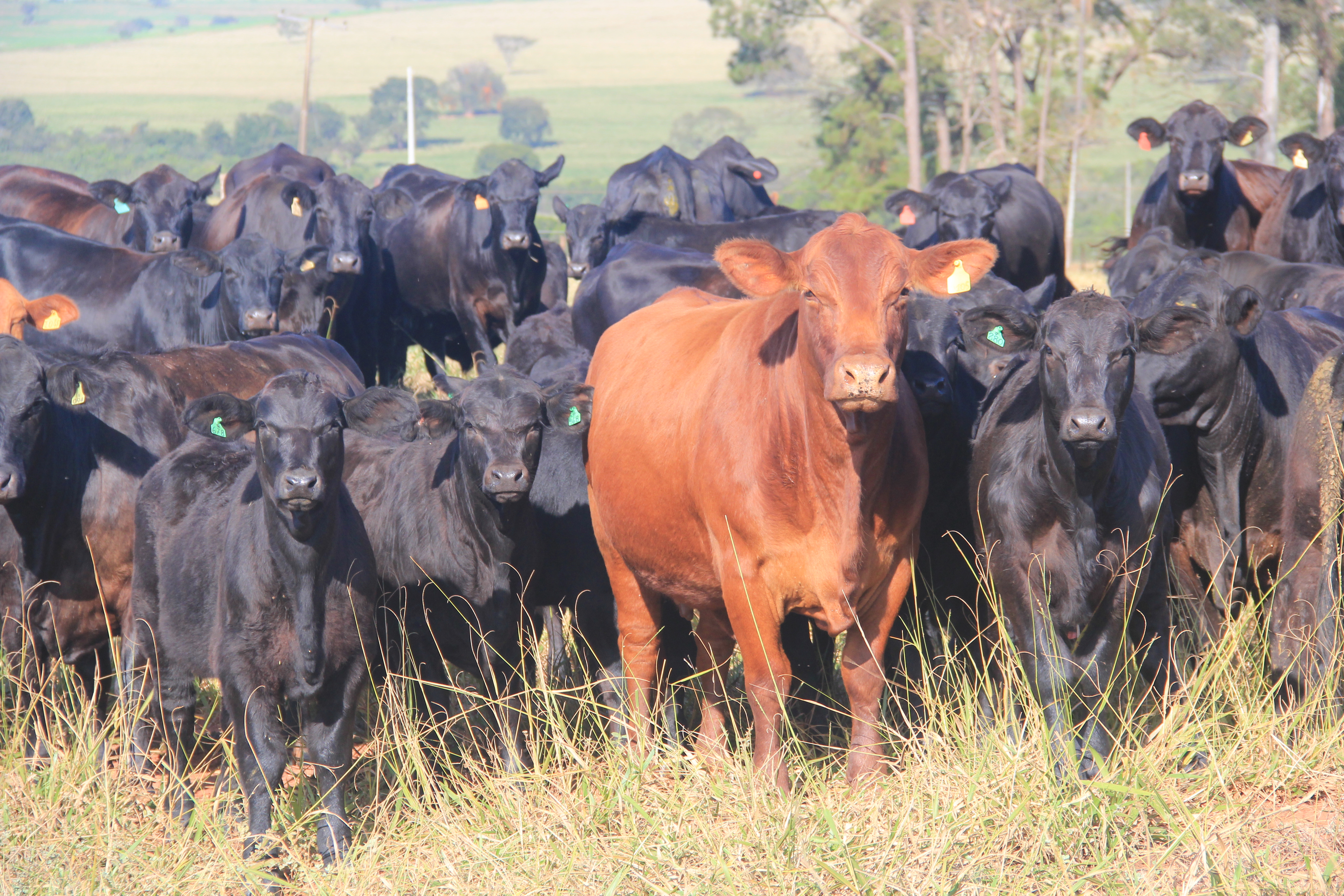 Beef Tour Semex Brasil reúne visitantes da Bolívia, Equador e Colômbia ...