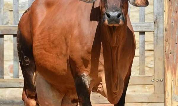 ADEGA D (3.522kg) - MÃE