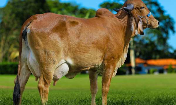 ESSENCIA FIV DE BRAS. (7.954 kg) - MÃE