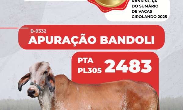 APURAÇÃO BANDOLI (9.453 kg) - MÃE