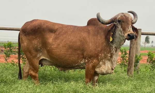 Mãe