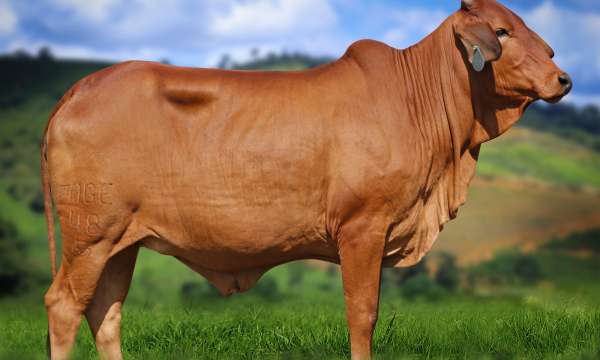 Dalila FIV Nova Esperança - filha de Oboé