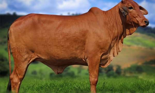 Diva FIV Nova Esperança - Filha de Oboé D