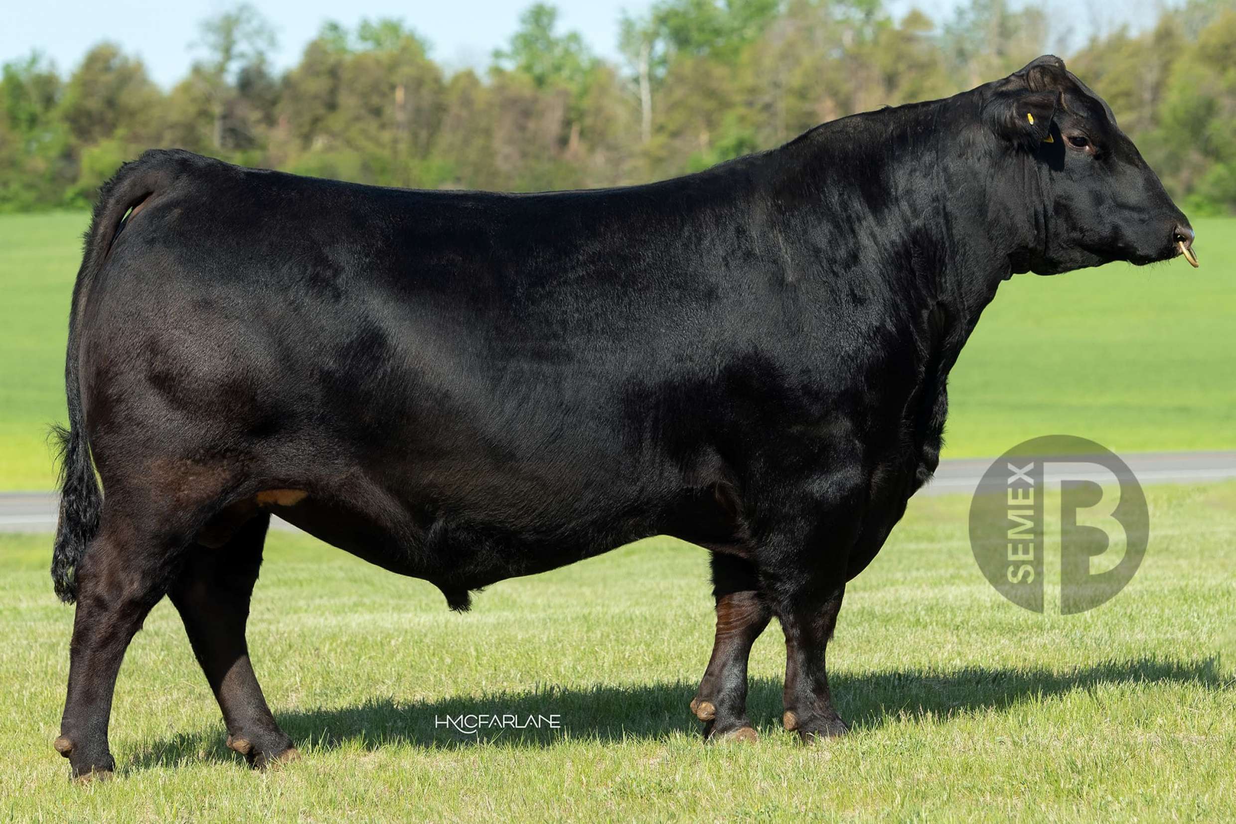 REGENERON | Semex Brasil