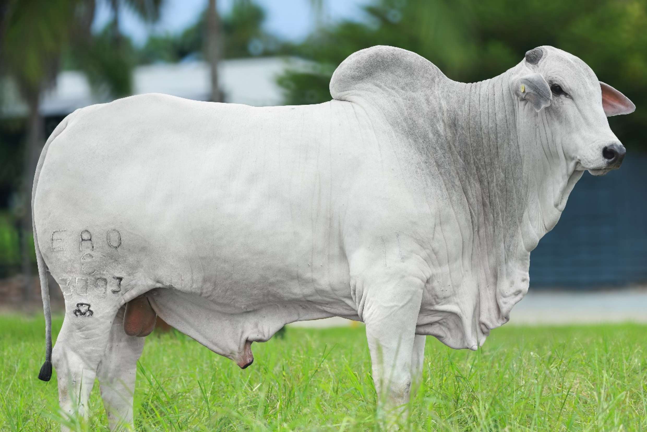 GATILHO DA EAO | Semex Brasil